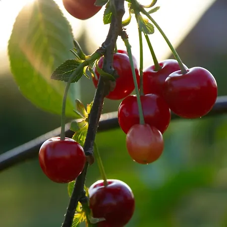 Kirschpfad Zur Luehe *