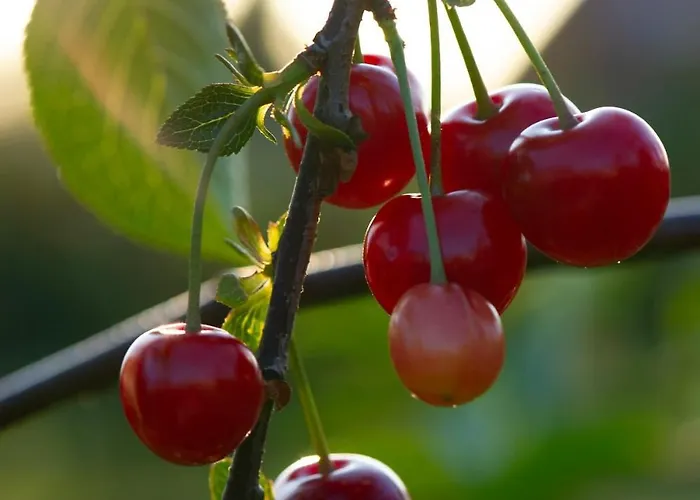 Kirschpfad Zur Luehe *